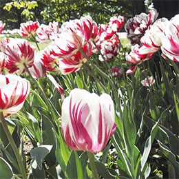 Tulipe double tardive 'Carnaval de Nice'